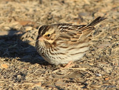 Savannah Sparrow, Sequoyah NWR, OK, 1-7-14, Jp_03421.JPG