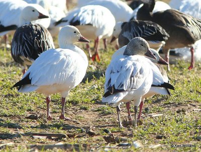 Snow Geese, Sequoyah NWR, OK, 1-7-14, Jap_03636.jpg