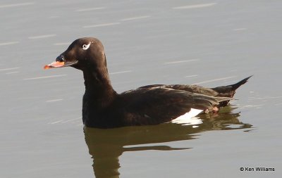 :White-winged Scoter: