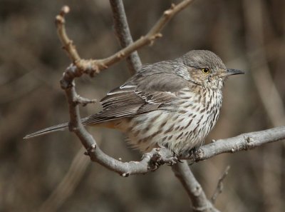 Sage Thrasher