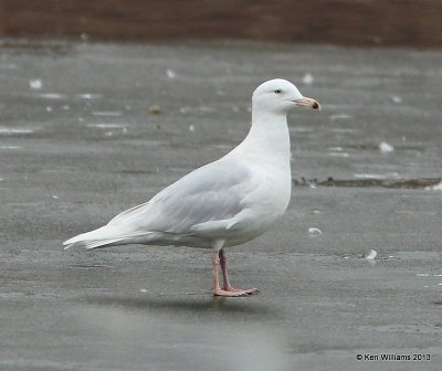 :Glaucous Gull: