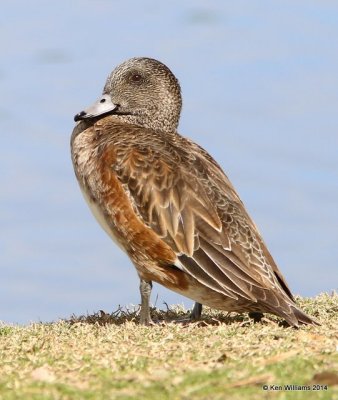 American Wigeon female, Glendale, AZ, 2-21-14, Jpa_0775.jpg