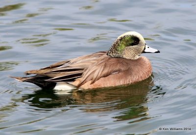 American Wigeon male, Glendale, AZ, 2-21-14, Jpa_0792.jpg
