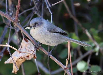 Bushtit, Mt Lemmon, AZ, 2-18-14, Jpa2_9496.jpg