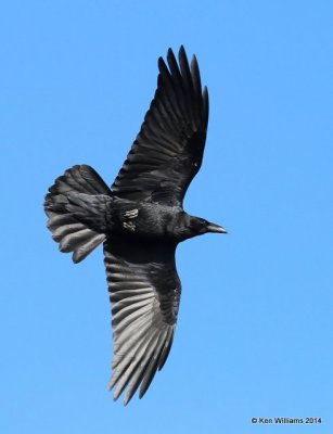 Chihuahuan Raven