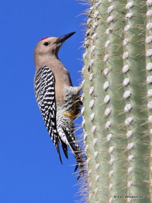 : Gila Woodpecker :
