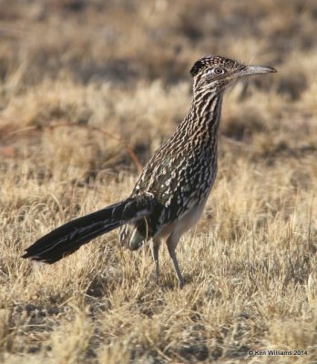 Greater Roadrunner, Sierra Vista, AZ, 2-13-14, Jp2a_7413.jpg