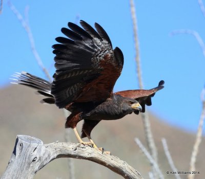 Harris's Hawk