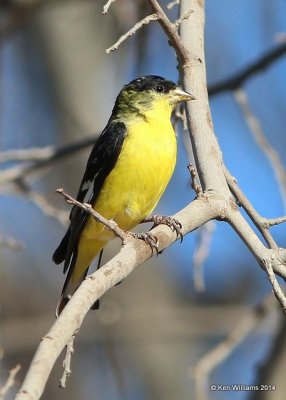 Lesser Goldfinch - Western form male, San Pedro House, AZ, 2-12-14, Jpa_6782.jpg