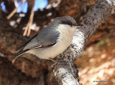 Pygmy Nuthatch, Mt Lemmon, AZ, 2-18-14, Jp1a_9765.jpg