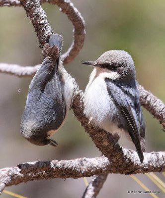 Pygmy Nuthatch, Mt Lemmon, AZ, 2-18-14, Jpa_9751.jpg