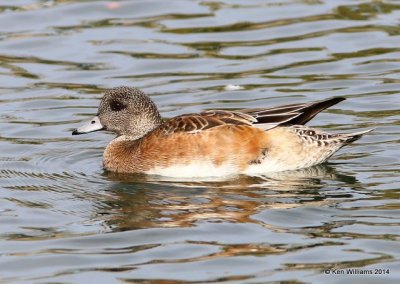 American Wigeon female, Glendale, AZ, 2-21-14, Jpa_0798.jpg