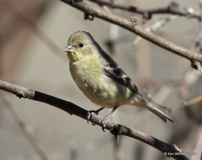 Lesser Goldfinch - Western form female, San Pedro House, AZ, 2-12-14, Jpa_6700.jpg