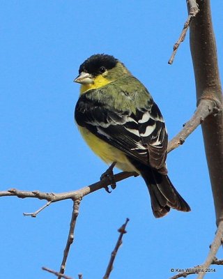 Lesser Goldfinch - Western form male, San Pedro House, AZ, 2-12-14, Jpa_6729.jpg