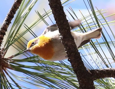 : Olive Warbler :