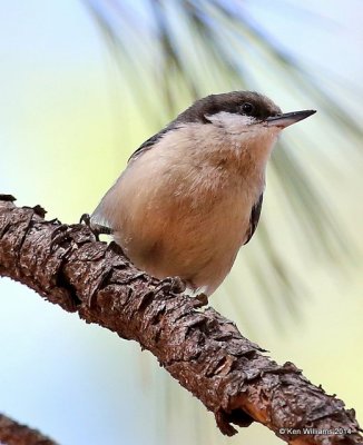 Pygmy Nuthatch, Mt Lemmon, AZ, 2-18-14, Jpa_9636.jpg