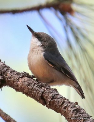 Pygmy Nuthatch, Mt Lemmon, AZ, 2-18-14, Jpa_9647.jpg