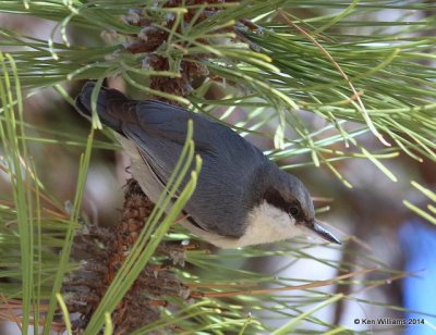 Pygmy Nuthatch, Mt Lemmon, AZ, 2-18-14, Jpa_9770.jpg