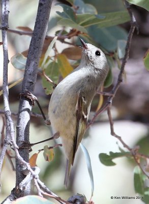 Ruby-crowned Kinglet, Mt Lemmon, AZ, 2-18-14, Jpa_9468.jpg