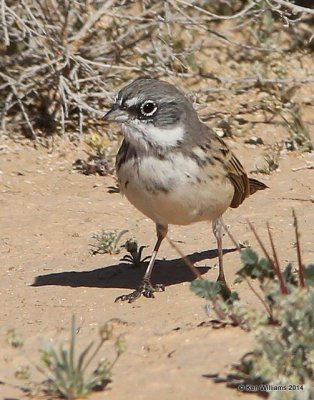Sagebush Sparrow, W. of Buckeye, AZ, 2-20-14, Jpa_0591.jpg