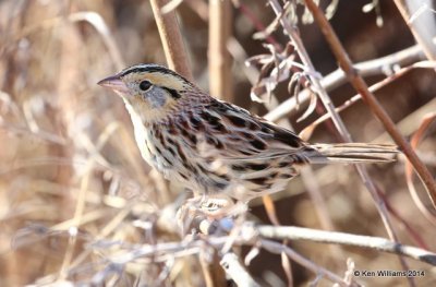 :Le Conte's Sparrow: