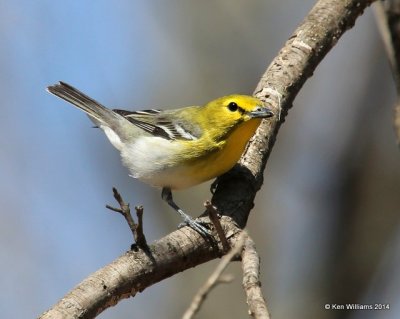 Yellow-throated Vireo