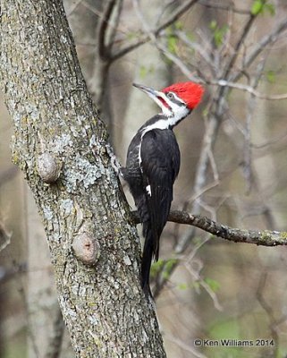 : Pileated Woodpecker :
