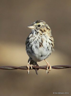 Savannah Sparrow, Washington Co, OK, 4-9-14, Jpa_09976.jpg