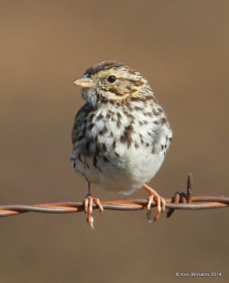 Savannah Sparrow, Washington Co, OK, 4-9-14, Jpa_09986.jpg