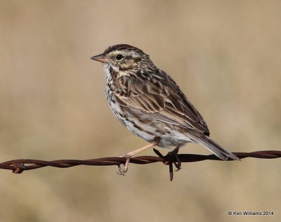 Savannah Sparrow, Washington Co, OK, 4-9-14, Jpa_10005.jpg