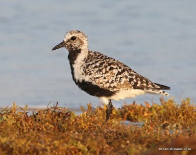 : Black-bellied Plover :