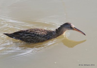 Clapper Rail - Gulf Coast adult, Port Lavaca, TX, 4-19-14, Jp_008302.jpg