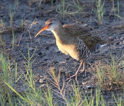 Clapper Rail - Gulf Coast adult, Port Lavaca, TX, 4-19-14, Jp_008396.jpg