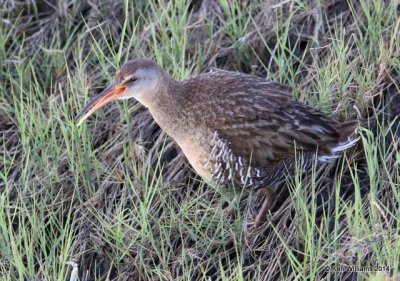 Clapper Rail - Gulf Coast adult, Port Lavaca, TX, 4-19-14, Jp_008406.jpg