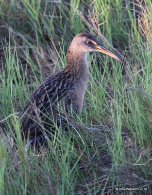 Clapper Rail - Gulf Coast adult, Port Lavaca, TX, 4-19-14, Jp_008423.jpg