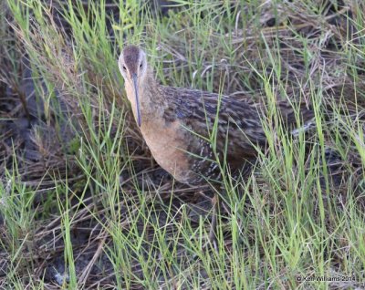 Clapper Rail - Gulf Coast adult, Port Lavaca, TX, 4-19-14, Jp_008443.jpg