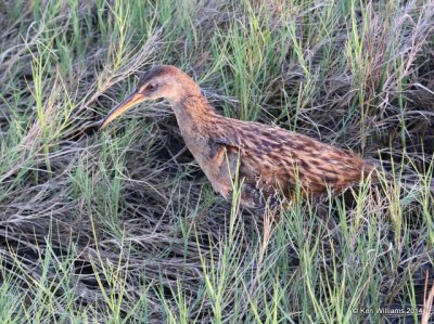 Clapper Rail - Gulf Coast adult, Port Lavaca, TX, 4-19-14, Jp_008535.jpg