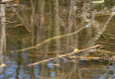 Gulf Saltmarsh Water Snake, Port Aransas, TX, 4-20-14, Jpa_009216.jpg