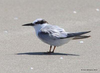 Least Tern - 1st year, Freeport, TX, 4-19-14, Jp_008163.jpg