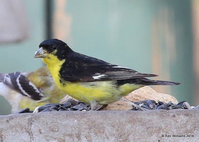 Lesser Goldfinch - Texas form male, Johnson City, TX, 4-23-14, Jpp_011619.jpg