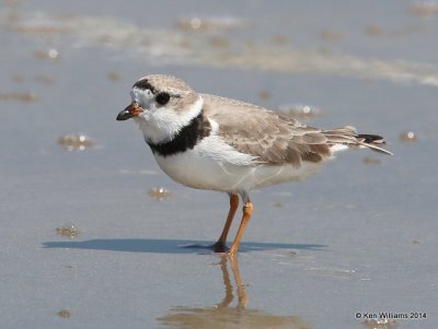 : Piping Plover :