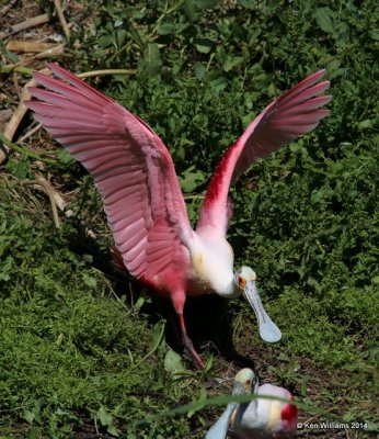 Roseate Spoonbill breeding adult, Smith Oaks,  High Island, TX 4-16-14, Jpa_6572.jpg