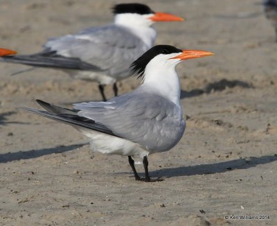 Royal Tern breeding adult, Port Aransas, TX, 4-21-14, Jpa_010976.jpg