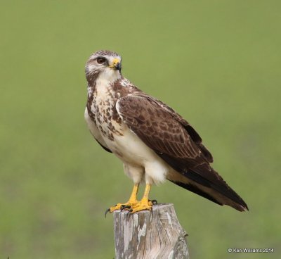 Swainson's Hawk