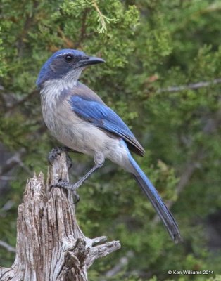 Woodhouse's Scrub-Jay