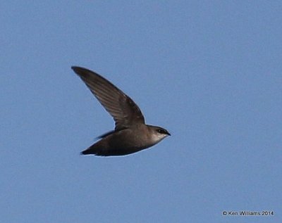 Chimney Swift, Lake Yahola, Tulsa Co, OK, 5-16-14, Jp_13145.JPG