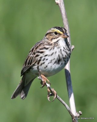 Savannah Sparrow, Muskogee Co, OK, 5-2-14, Jp_11159.JPG