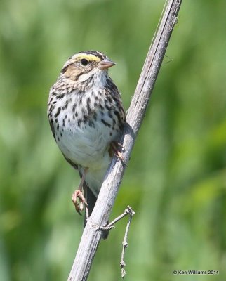 Savannah Sparrow, Muskogee Co, OK, 5-2-14, Jp_11304.JPG
