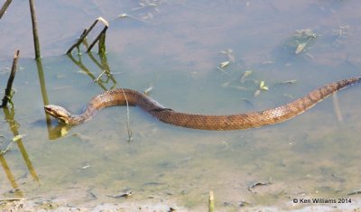 Western Cottonmouth, Muskogee Co, OK, 5-2-14, Jp_11182.JPG