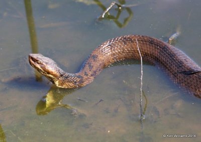 Western Cottonmouth, Muskogee Co, OK, 5-2-14, Jp_11190.JPG
